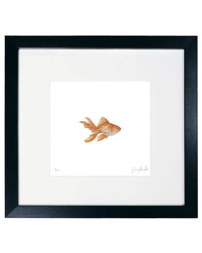 Goldfish Print